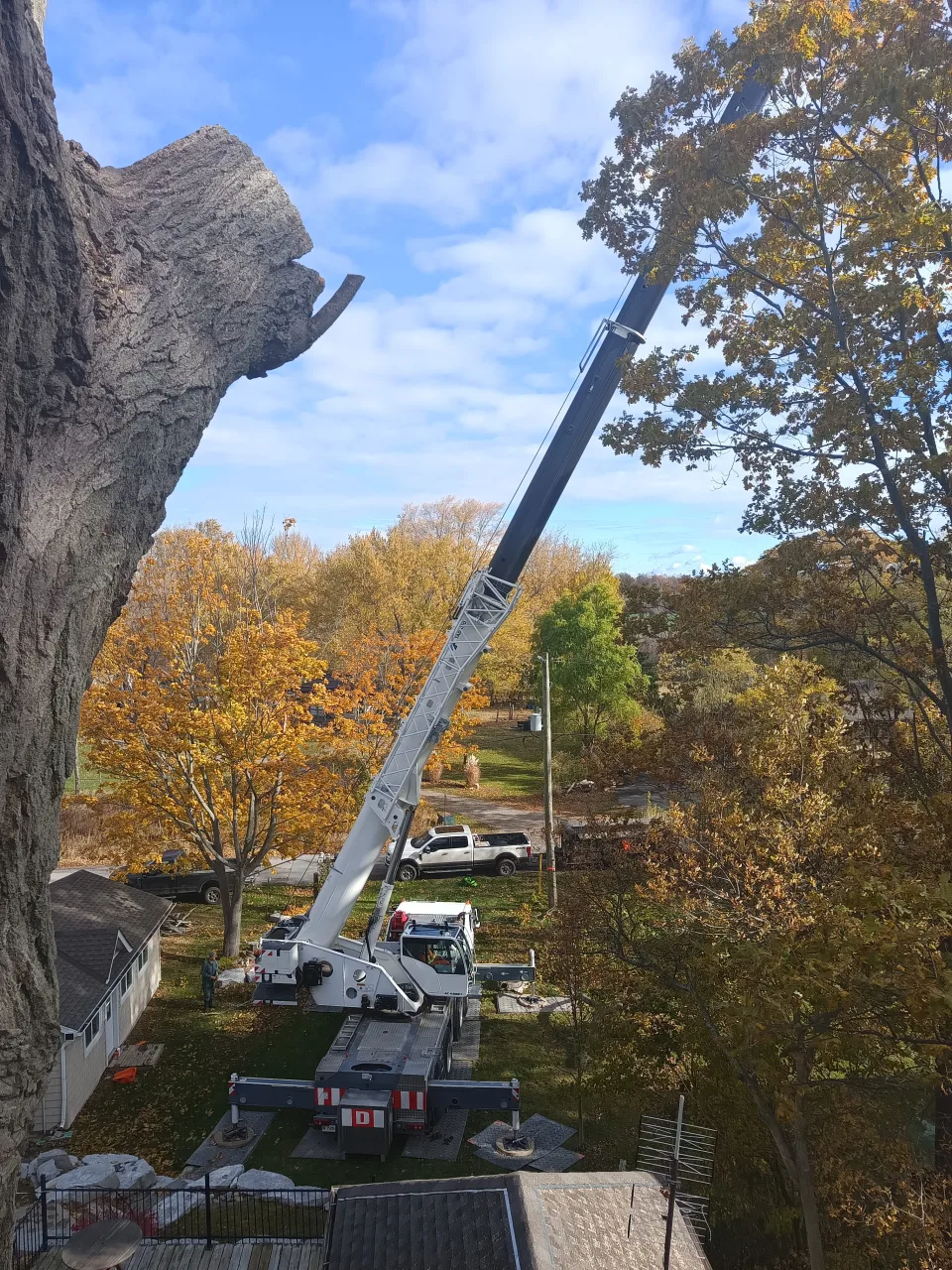 Crane removing a large tree beside a house