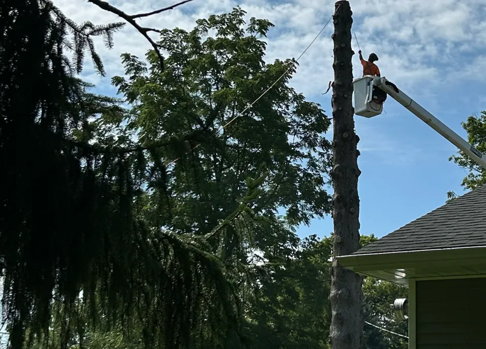 Arborist removing a tree from a bucket lift