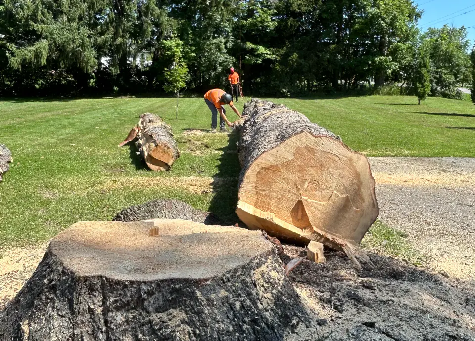 Large fresh stump and trunk sections after tree removal