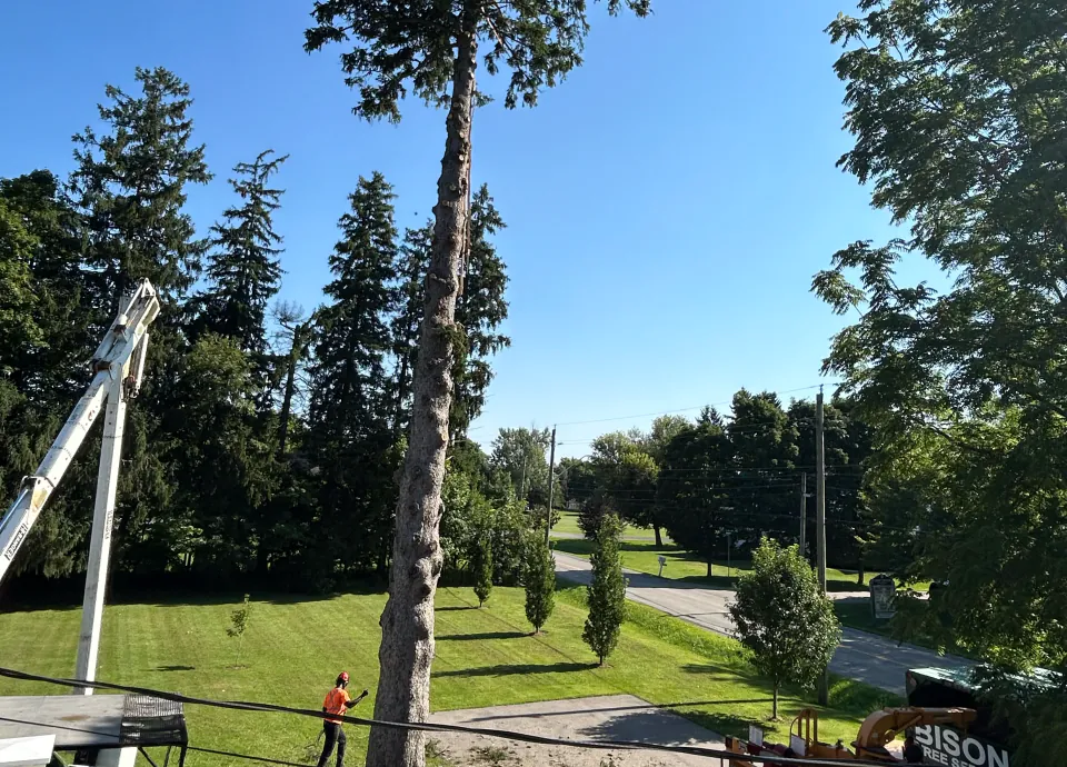 Tall stripped tree trunk with bucket truck and ground crew