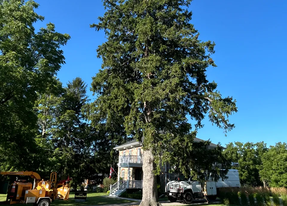 Large evergreen tree before removal with Bison equipment below